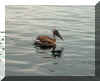  Carlton Lunn: Louisbourg Harbour, early July 2003 - Brown Pelican 