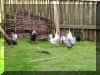 Poultry Rodrigue yard P6200058.JPG (655425 bytes)