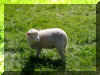 Sheep P6130071.JPG (658350 bytes)