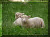 Lambs P6050084.JPG (650128 bytes)