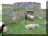 Sheep and limekiln P6050083.JPG (674133 bytes)