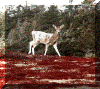 A Piebald Deer - A Combination of Brown and White