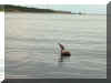  Carlton Lunn: Louisbourg Harbour, early July 2003 - Brown Pelican